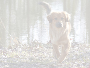 Mutuelle-chien-accueil-parallax