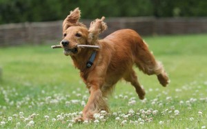 mutuelle-chien-accueil