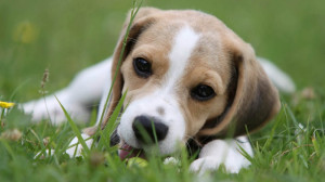 mutuelle-chien-accueil-2