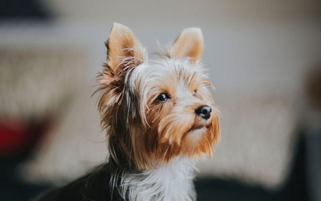 Assurer son yorkshire avec une mutuelle chien