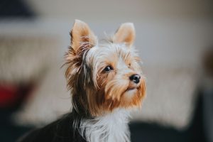 Assurer-son-yorkshire-avec-une-mutuelle-chien