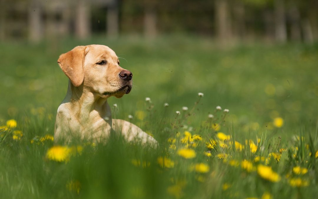 Assurer son labrador avec une mutuelle chien