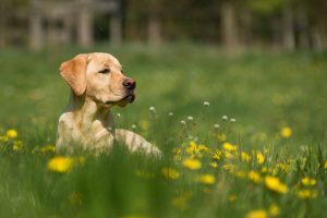 Assurer-son-labrador-avec-une-mutuelle-chien