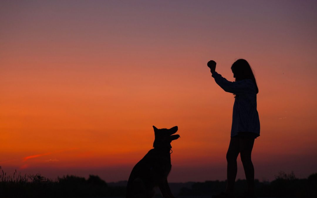 Faut-il encore croire aux mutuelles chien ?