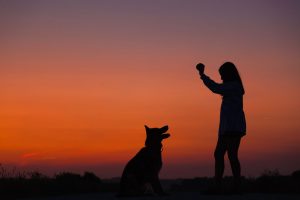 Faut-il-encore-croire-aux-mutuelles-chien
