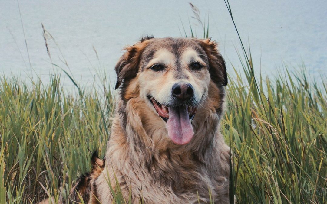 Comment-identifier-une-bonne-mutuelle-chien-France