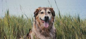 Comment-identifier-une-bonne-mutuelle-chien-France