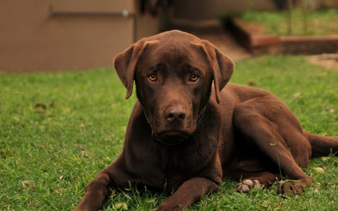 Comment-assurer-un-chien-de-pedigree-à-bon-prix