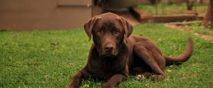 Comment-assurer-un-chien-de-pedigree-à-bon-prix
