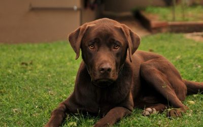 Comment assurer un chien de pedigree à bon prix ?