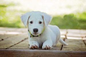 simulation-mutuelle-pour-chien