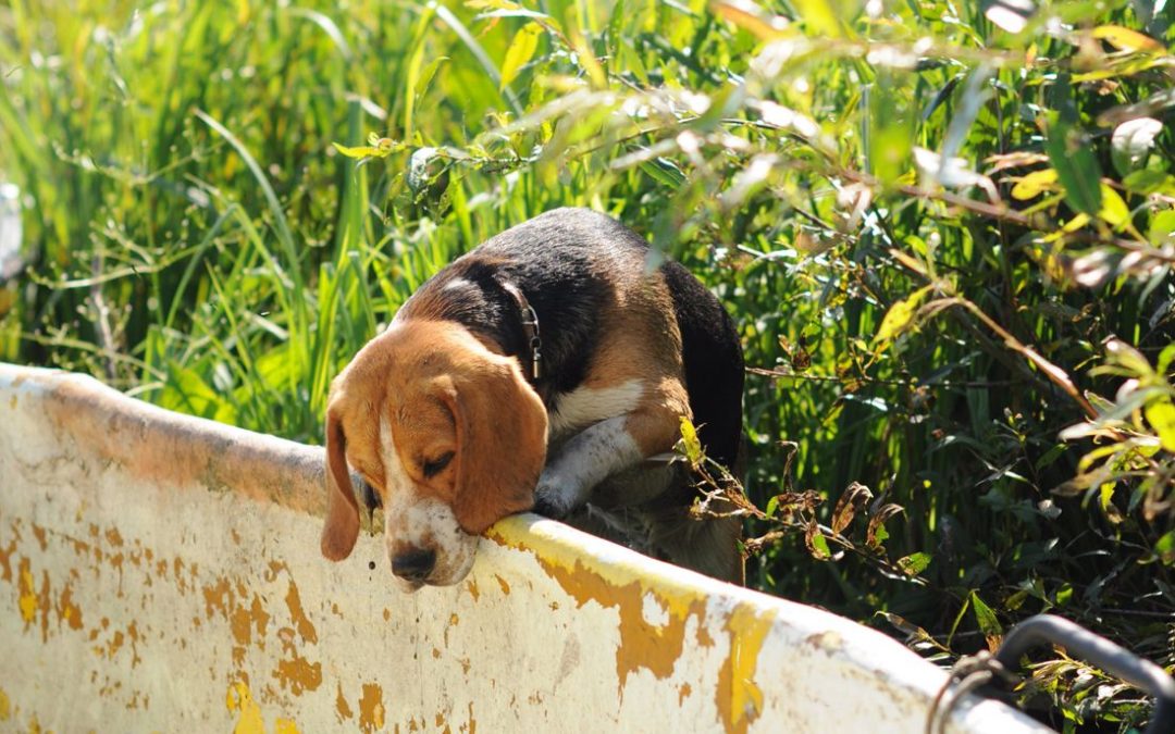 Une mutuelle chien pour race Beagle