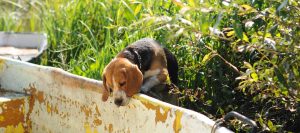 mutuelle-pour-race-de-chien-beagle