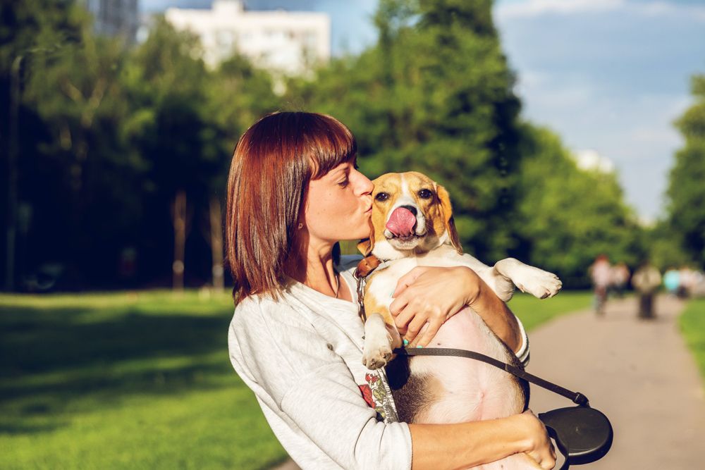 Proteger-mon-animal-en-France-internet